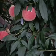 河南省内黄县王保昌果蔬商行各种桃子大量上市