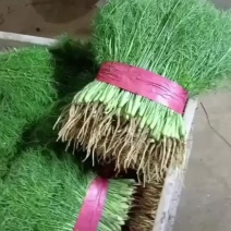 精品茴香