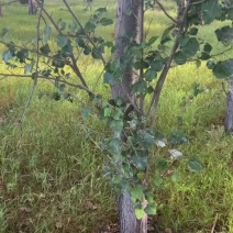 出租300亩幼林100亩可种植药材***********