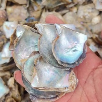 广西珍珠母水洗珍珠母规格齐全产地直供欢迎咨询