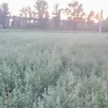 沙棘苗