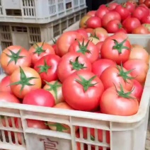 湖北精品西红柿大量上市，需要的联系