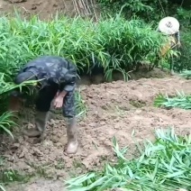 子姜福建基地一手资源对接