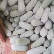 水果冬瓜