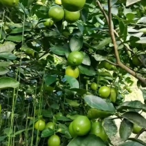 台湾无籽青柠檬