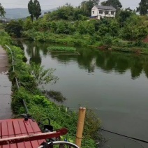 重庆鲫鱼质量保证基地批发价规格齐全现货直发对接全国