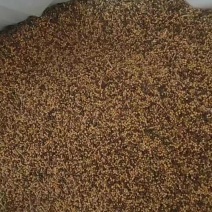 本地老品种菜籽