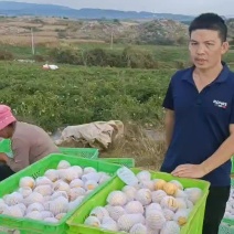 纯甜人参果石林风化石树上自然成熟大量接单