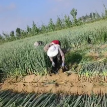 章丘大葱