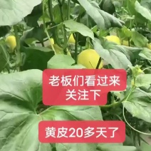 济南章丘哈密瓜