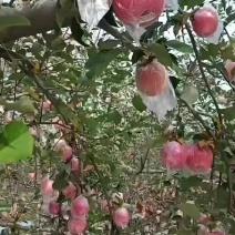 黄土高坡优质红富士苹果各头适中口感脆甜颜色漂亮