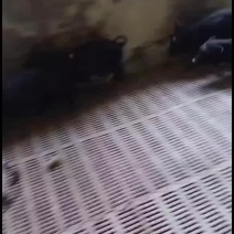 藏香猪小猪