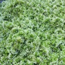 韭菜花