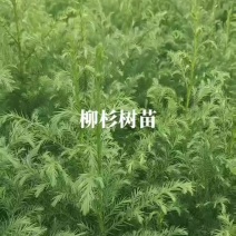 柳杉苗