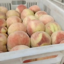 千亩桃园基地永连蜜桃大量上市中有需要联系我哦