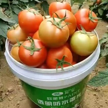 精品西红柿大量上市