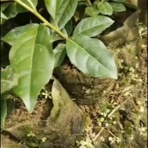 木荷容器苗