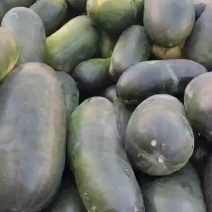 我们黑皮冬瓜大量共应需要的联系