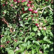 出售青沙果果脯沙果