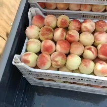 千亩桃园基地永连蜜桃大量上市中有需要联系我哦！我