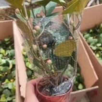 90盆小盼菩提
