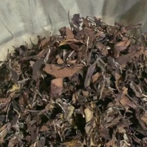 大量秋寿眉有需要的朋友联系我源头厂家一手货源