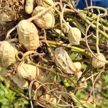 鲜花生