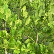 广东无籽香水柠檬苗