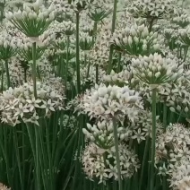 精品韭花