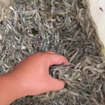 冰鲜小河虾批发