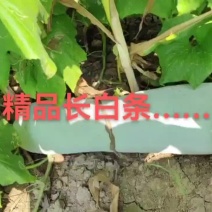 山东鱼台白皮冬瓜货源充足、20斤以上！