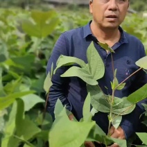 马褂木苗，鹅掌楸优质马褂木苗，规格齐全。欢迎咨询选购。