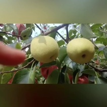山西优质贡梨马上就能下树了
