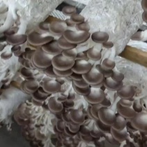 秀珍菇