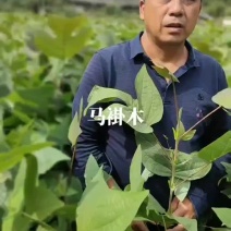 马褂木苗，鹅掌楸苗，有需要请联系。