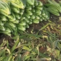 精品油麦菜