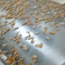 单冻贻贝肉