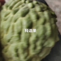 释迦果