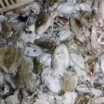 墨鱼