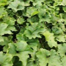 黑皮冬瓜