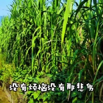 牧草青储饲料，一手货源，自有牧草基地，量大价优
