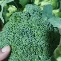 有机花菜西蓝花