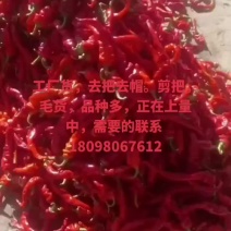 鲜辣椒红辣椒，工厂用，剁椒，打酱