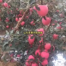 红富士苹果