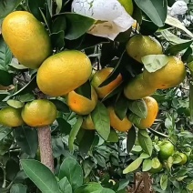湖南省郴州市资兴东江湖特早蜜桔正在大量上市