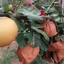 秋月梨