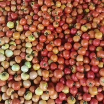 大红西红柿