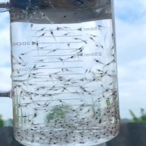 海南根德种苗南美白对虾虾苗标粗场江门苗场