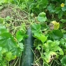 精品黑冬瓜
