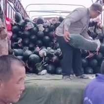吊冬瓜还有大量的货